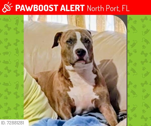 Lost Male Dog last seen Trico n san Pablo dr, North Port, FL 34287
