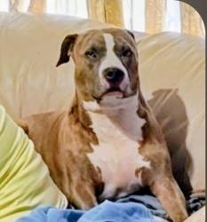 Lost Male Dog last seen Trico n san Pablo dr, North Port, FL 34287