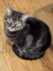 Lost Male Cat last seen Madison Pike, Covington, KY 41017