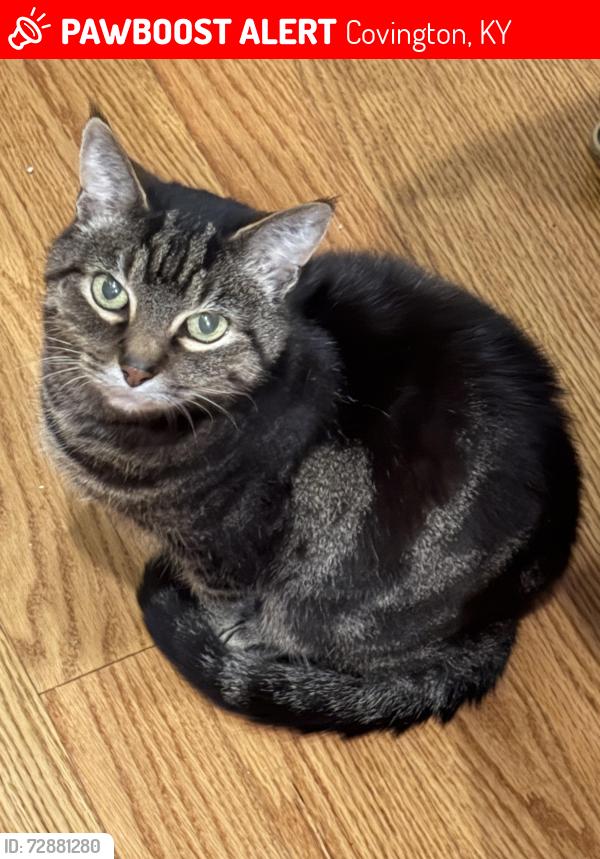 Lost Male Cat last seen Madison Pike, Covington, KY 41017