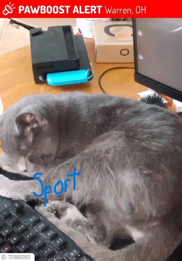 Lost Male Cat last seen Basswood ave NE, Warren, OH 44483