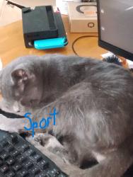 Lost Male Cat last seen Basswood ave NE, Warren, OH 44483
