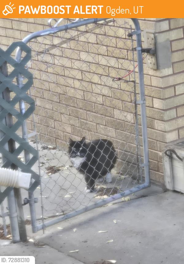 Found/Stray Unknown Cat last seen LDS ward on 33rd, Ogden, UT 84403