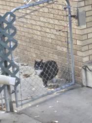 Found/Stray Unknown Cat last seen LDS ward on 33rd, Ogden, UT 84403