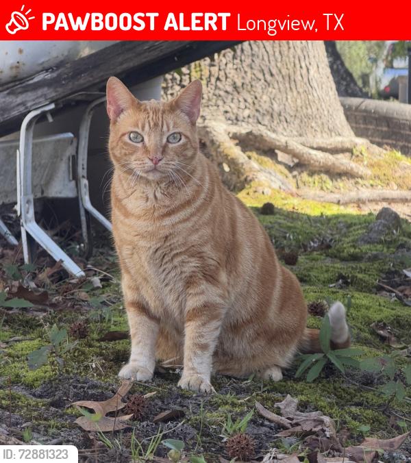 Lost Female Cat last seen Kennedy Trail , Longview Tx, Longview, TX 75605