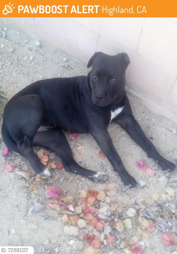 Found/Stray Female Dog last seen Highland, Highland, CA 92346