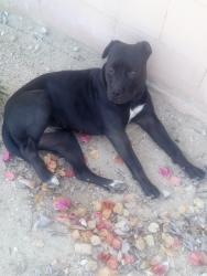 Found/Stray Female Dog last seen Highland, Highland, CA 92346