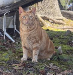 Lost Female Cat last seen Kennedy Trail , Longview Tx, Longview, TX 75605