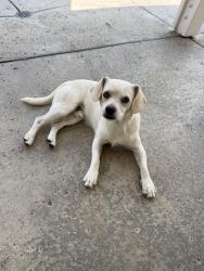 Found/Stray Male Dog last seen Dearborn St & Lugonia Ave, Redlands, CA 92374