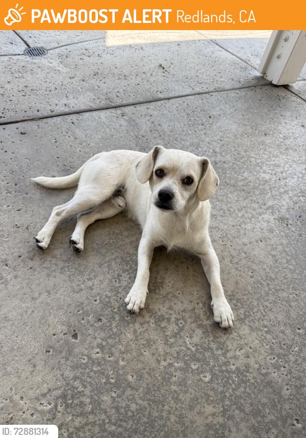 Found/Stray Male Dog last seen Dearborn St & Lugonia Ave, Redlands, CA 92374