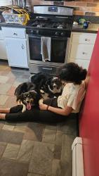 Found/Stray Male Dog last seen D&S FLOORING , Lititz, PA 17543
