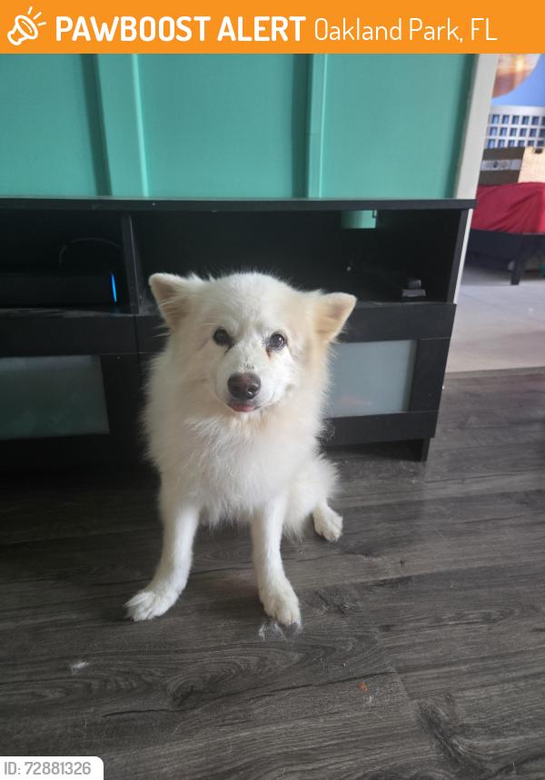 Found/Stray Male Dog last seen Prospect and NW 21st, Oakland Park, FL 33309