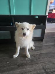 Found/Stray Male Dog last seen Prospect and NW 21st, Oakland Park, FL 33309