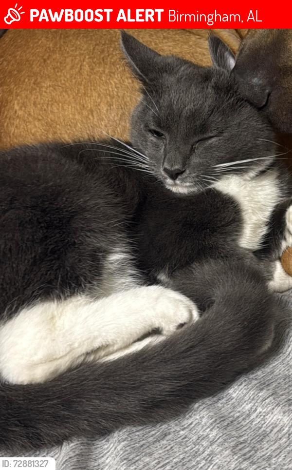 Lost Male Cat last seen Kinross Circle , Birmingham, AL 35242