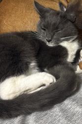 Lost Male Cat last seen Kinross Circle , Birmingham, AL 35242