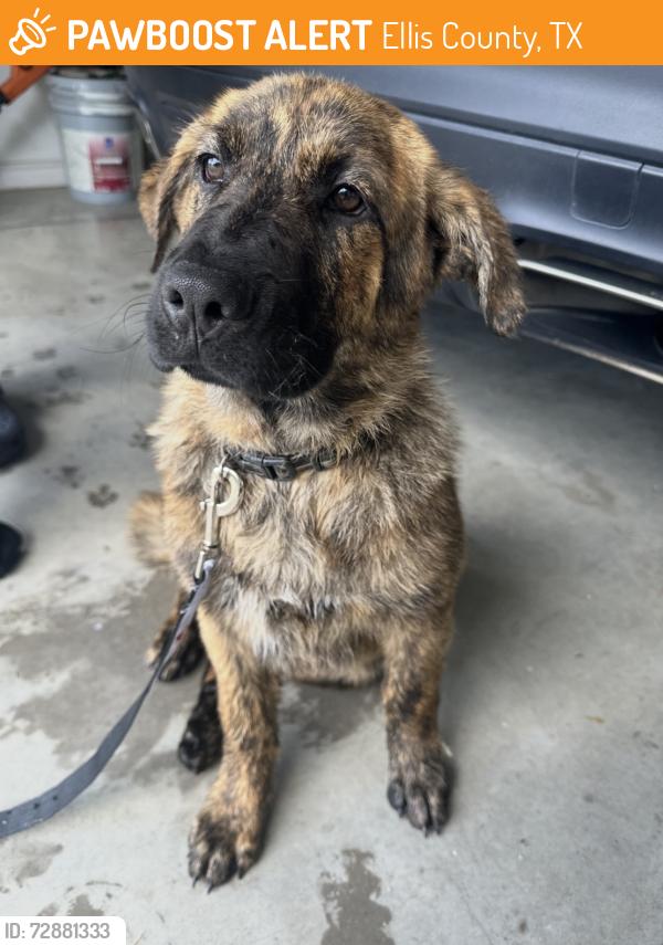 Found/Stray Male Dog last seen Boyce Rd and Wilson Rd, Ellis County, TX 75165