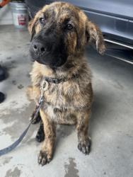Found/Stray Male Dog last seen Boyce Rd and Wilson Rd, Ellis County, TX 75165