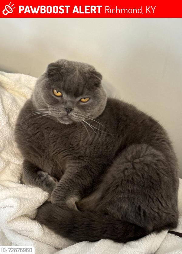 Lost Male Cat last seen Richmond Kentucky , Richmond, KY 40475