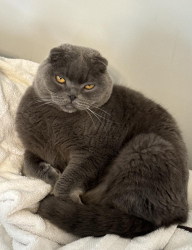 Lost Male Cat last seen Richmond Kentucky , Richmond, KY 40475