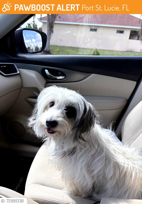 Found/Stray Female Dog last seen Del Rio and sw Gwendalon ter, Port St. Lucie, FL 34953