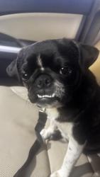 Found/Stray Female Dog last seen N.villa, Grafton, WI 53024