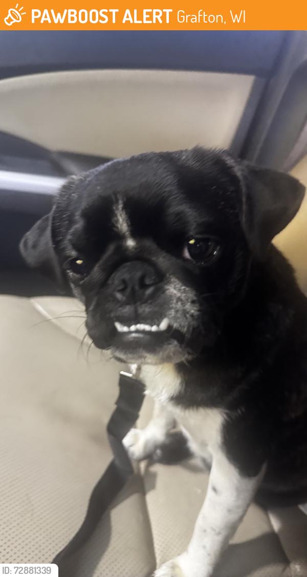 Found/Stray Female Dog last seen N.villa, Grafton, WI 53024