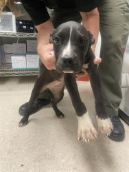 Shelter Stray Female Dog last seen Near BLOCK BARSTOW RD, MOJAVE CA 93501, Bakersfield, CA 93308
