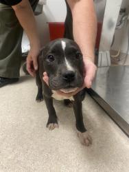 Shelter Stray Female Dog last seen Near BLOCK BARSTOW RD, MOJAVE CA 93501, Bakersfield, CA 93308