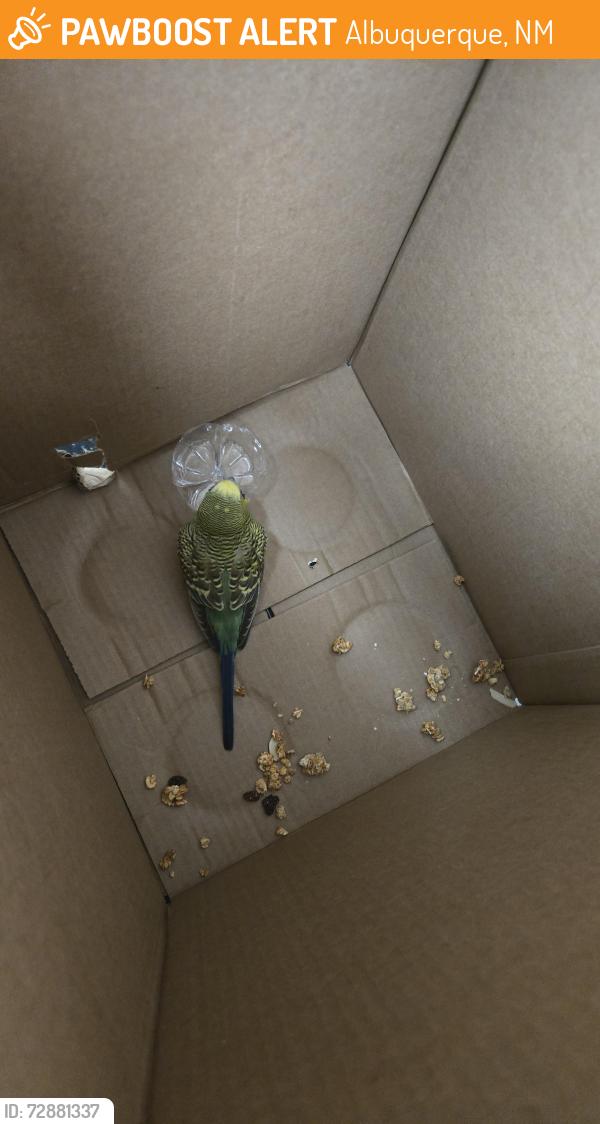 Found/Stray Unknown Bird last seen Broadway & Prosperity , Albuquerque, NM 87105