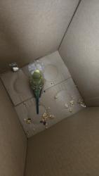 Found/Stray Unknown Bird last seen Broadway & Prosperity , Albuquerque, NM 87105