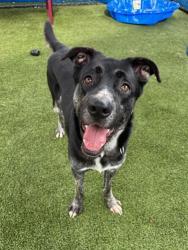Shelter Stray Male Dog last seen Near BLOCK PERVIZ AVE, Doral, FL 33122