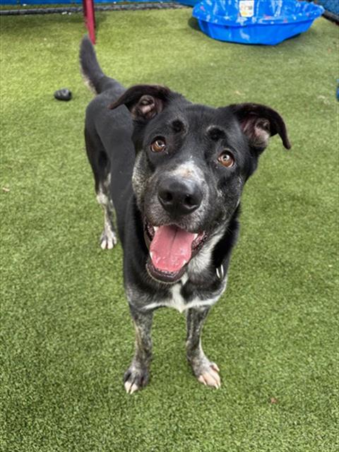 Shelter Stray Male Dog last seen Near BLOCK PERVIZ AVE, Doral, FL 33122