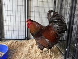 Shelter Stray Male Bird last seen AUBURN FOLSOM & TWIN ROCKS, Auburn, CA 95603