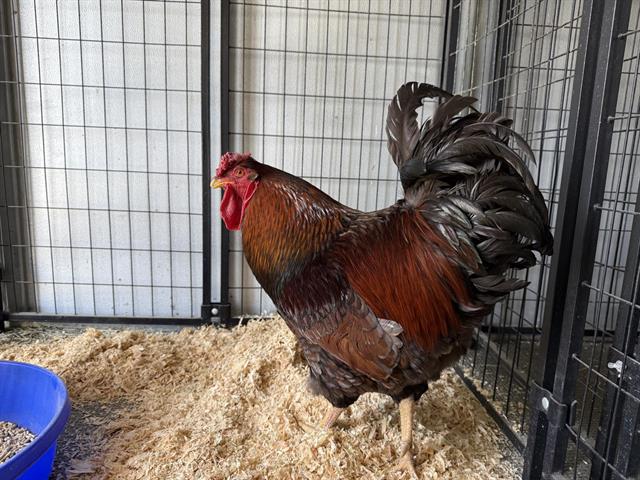 Shelter Stray Male Bird last seen AUBURN FOLSOM & TWIN ROCKS, Auburn, CA 95603