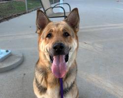 Shelter Stray Female Dog last seen CHARLOTTE, Charlotte, NC 28217