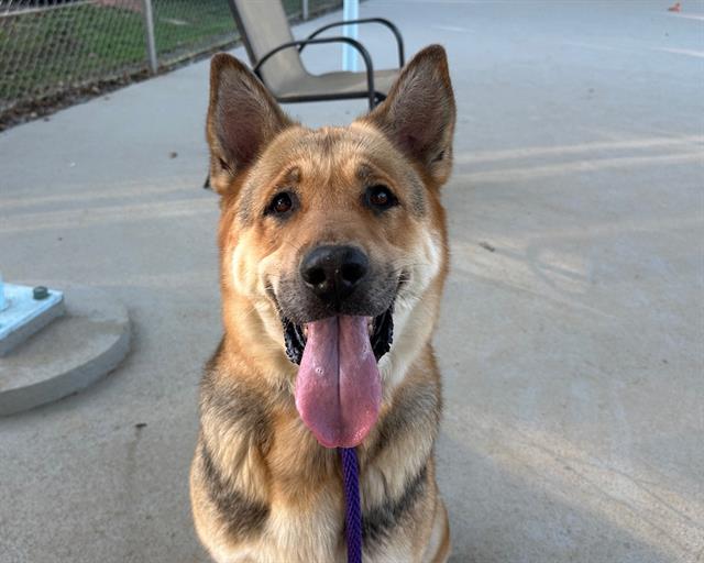 Shelter Stray Female Dog last seen CHARLOTTE, 8315 Byrum Dr, Charlotte, NC 28217, USA