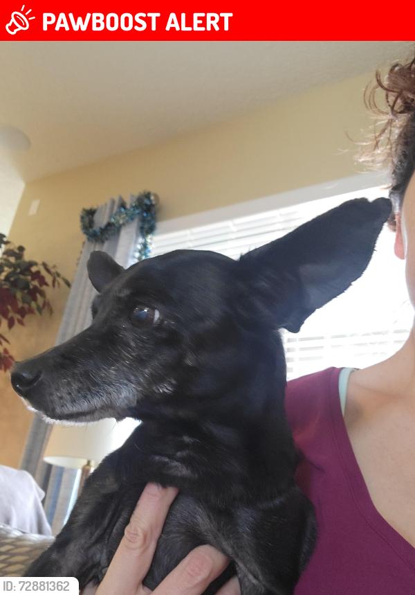 Lost Male Dog last seen El cerado, Eldorado at Santa Fe, NM 87508