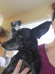 Lost Male Dog last seen El cerado, Eldorado at Santa Fe, NM 87508