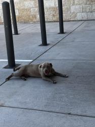 Found/Stray Female Dog last seen Waco Family Medicine Clinic, Waco, TX 76707
