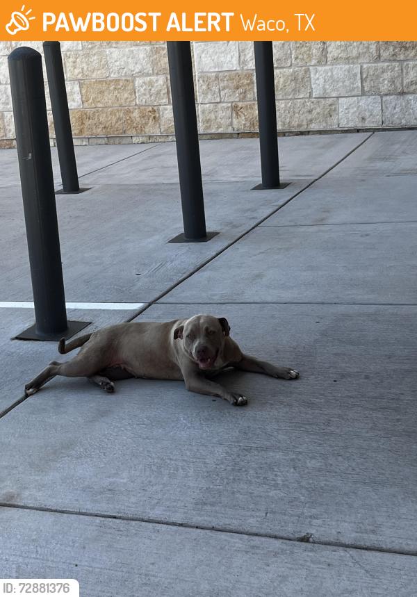 Found/Stray Female Dog last seen Waco Family Medicine Clinic, Waco, TX 76707