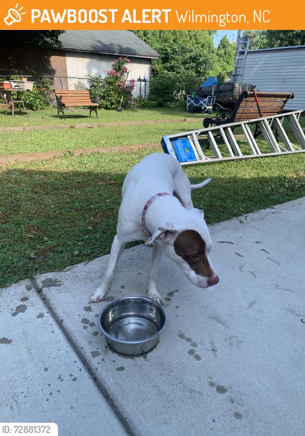 Found/Stray Female Dog last seen Wrightsboro School, Wilmington, NC 28401