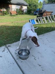 Found/Stray Female Dog last seen Wrightsboro School, Wilmington, NC 28401