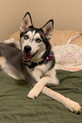 Lost Female Dog last seen Beaumont CA, Beaumont, CA 92223