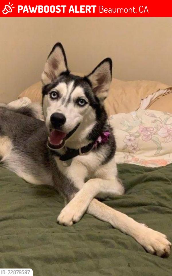 Lost Female Dog last seen Beaumont CA, Beaumont, CA 92223