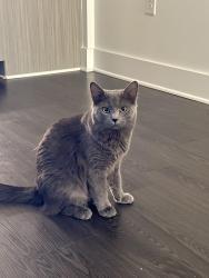 Lost Female Cat last seen Parkside height apmts/Hannah Todd Pl , Lexington, KY 40509