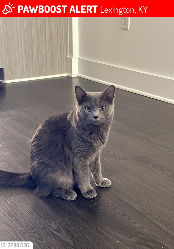 Lost Female Cat last seen Parkside height apmts/Hannah Todd Pl , Lexington, KY 40509