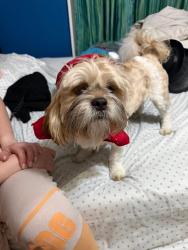 Reunited Male Dog last seen Gould Lane & Pricetown Rd, Ruscombmanor Township, PA 19522