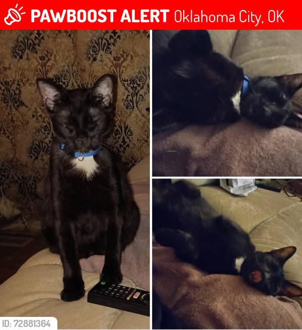 Lost Male Cat last seen NW 13th and Sterling , Oklahoma City, OK 73127