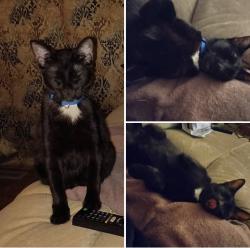 Lost Male Cat last seen NW 13th and Sterling , Oklahoma City, OK 73127