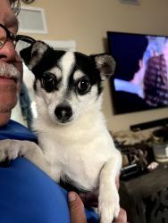 Reunited Male Dog last seen Found at Slade Park in Hialeah, FL , Hialeah, FL 33010